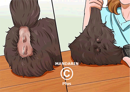 гигиеническая стрижка кошки